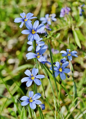 Parche de flores silvestres Blue-Eyed Grass en Houston, TX. photo