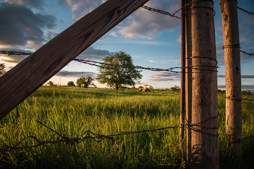 A field of grass and cows in College Station, Brazos county is illustrated with a tractor resting beside a large tree in this Texas meadow as seen through a barbed wire fence. This image depicts the rural beauty of a simple life in Texas.