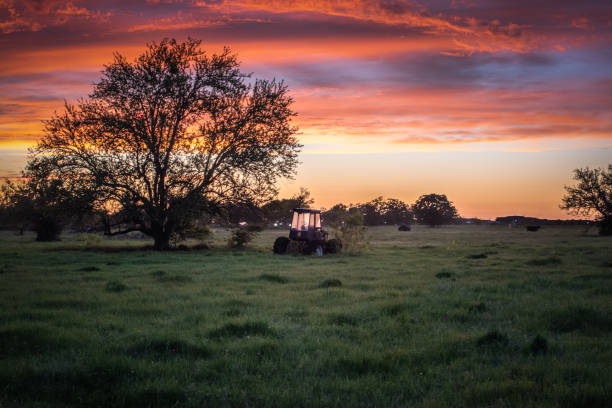 A field of grass and cows in College Station, Brazos county is illustrated with a tractor resting beside a large tree in this Texas meadow as seen through a barbed wire fence. This image depicts the rural beauty of a simple life in Texas.