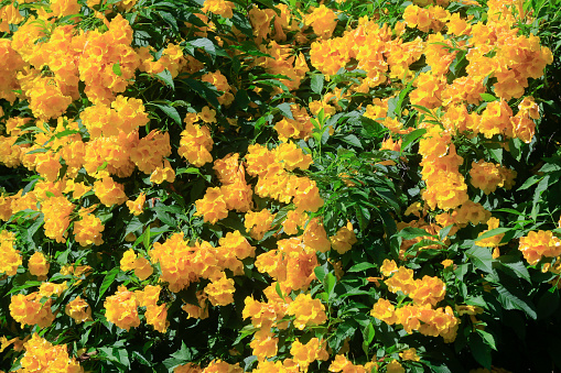 Full frame of yellow flowers on plants.