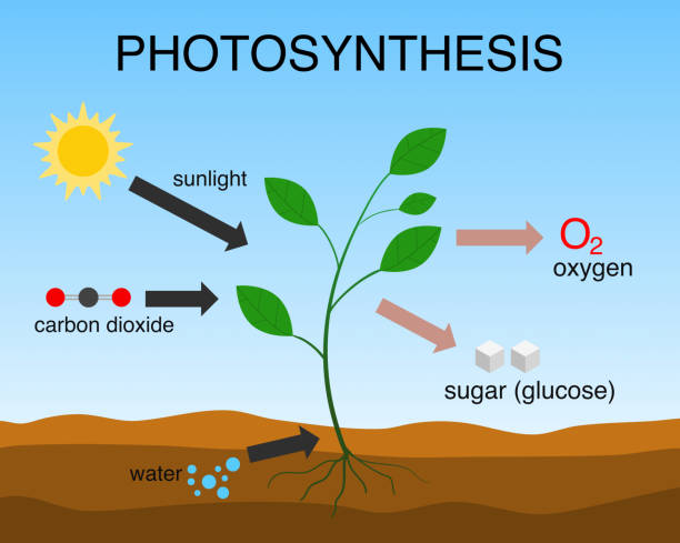 illustrations, cliparts, dessins animés et icônes de photosynthèse - photosynthèse