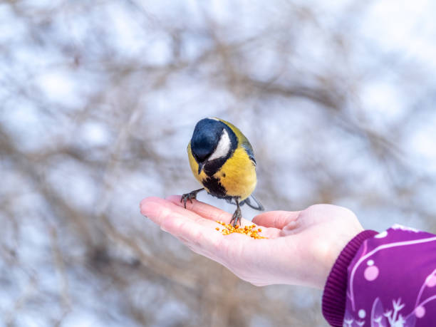 istock Girl feeds a tit from a palm. 1292520103