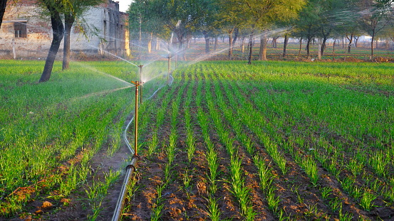 Smart sprinkler functioning in green agriculture fields and watering in greenish fields with attractive landscape view.