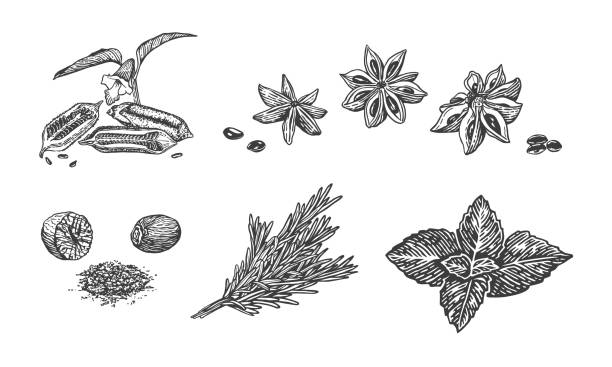 Spices Vector sketch illustration of spices. Hand drawn kitchen herbs: basil, rosemary, nutmeg, star anise, sesame star anise stock illustrations
