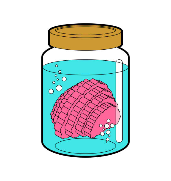 Brain in glass jar. Brainss in glassy Liter jar. vector illustration Brain in glass jar. Brainss in glassy Liter jar. vector illustration brain jar stock illustrations