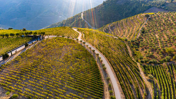 istock Aerial view of vine field at sunset 1292522741