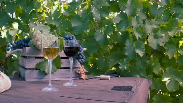 Photo of Bunches of red and white grapes and red and white wine in glasses with a brown background between the vines