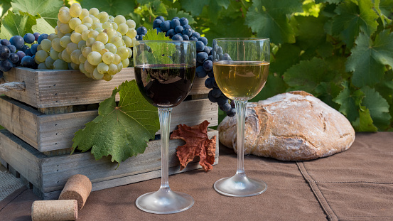 Basket with bunches of grapes and glasses of red and white wine at harvest in Portugal