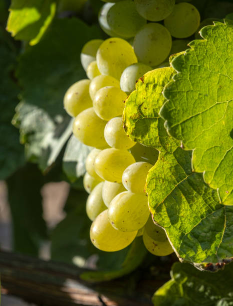 istock Cluster of grapes close up for harvesting and wine making 1292522898