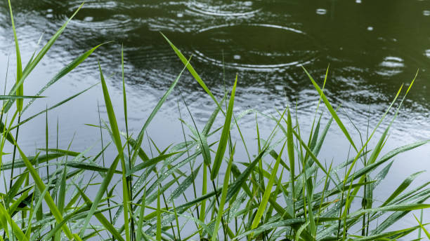 Rain falling on a puddle in a flooded grass area.