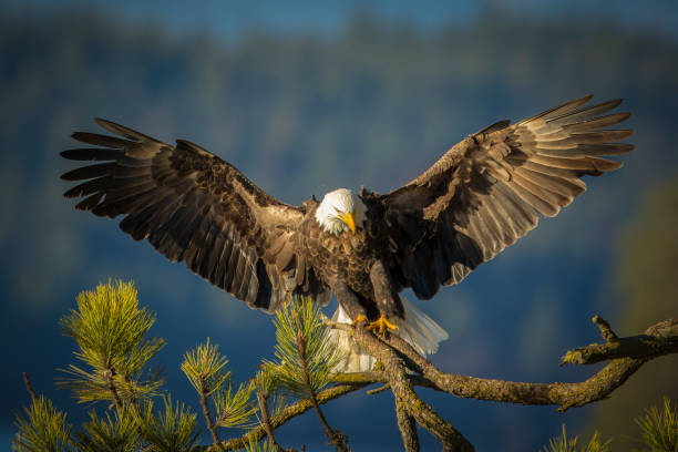 istock Eagle with open wings landing on branch. 1292524011