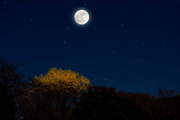 istock Full moon rising over the Ginkgo trees 1292524796