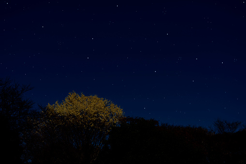 Lots of stars shining over the Ginkgo trees with copy space.