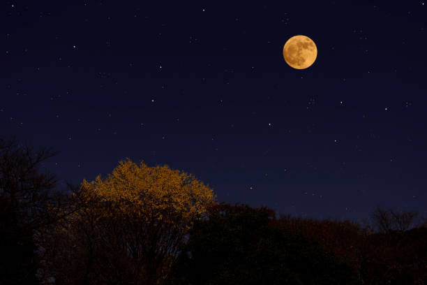 Full moon rising over the Ginkgo trees with copy space.