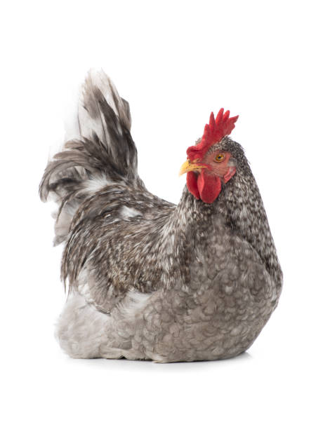 istock Surprised gray rooster isolated on white 1292526285
