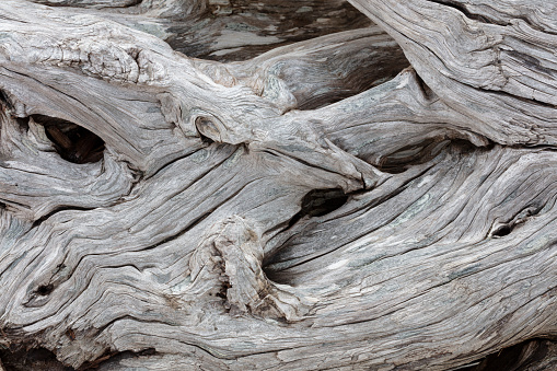 Old driftwood by the beach.