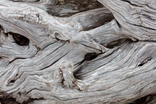 Driftwood Roots Background Driftwood on a Oregon beach. driftwood stock pictures, royalty-free photos & images