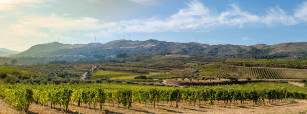 istock Land planted with vines for the wine harvest 1292526590