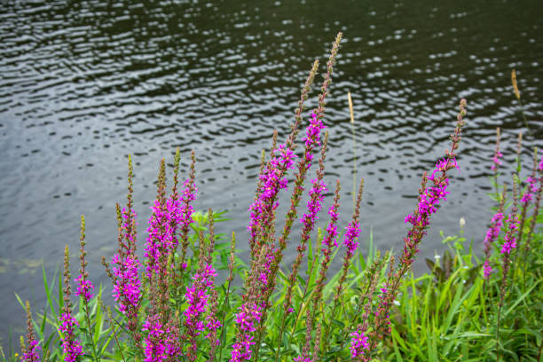 Violet flowers in the foreground against a dark river background