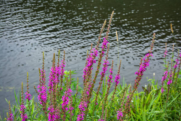 Loosestrife flower in front of the river Violet flowers in the foreground against a dark river background lythrum salicaria purple loosestrife stock pictures, royalty-free photos & images