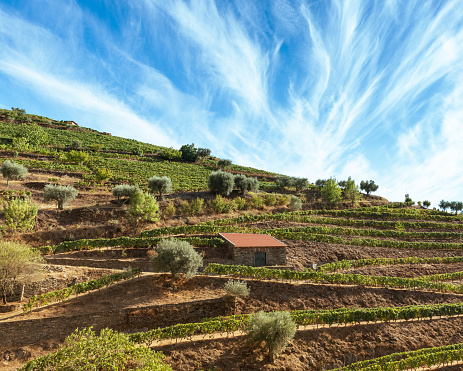 Vineyards planted in the mountains for harvesting and wine processing
