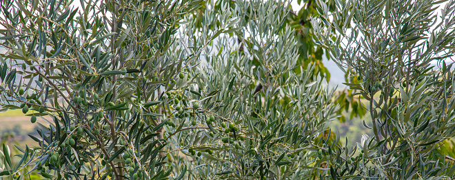 Olive trees in the field to harvest their fruit