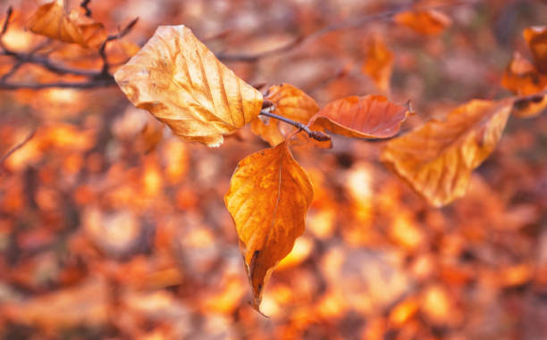 istock Close Up Leaves in Autumn 1292527496