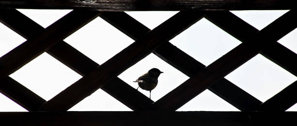 istock Small bird in the window with bars, silhouette. 1292527694