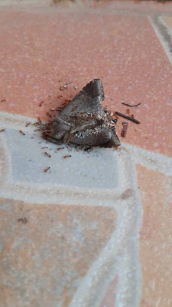 istock Red ant ants are eating butterfly. 1292529351