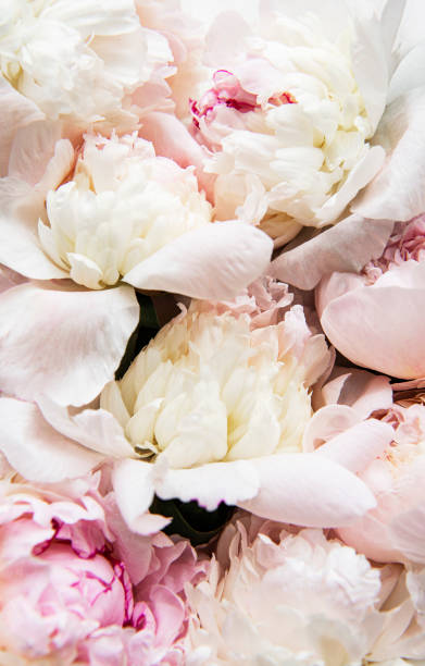 istock Peony flowers as a natural background 1292530488