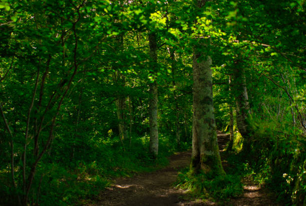 istock Forest on the road to Santiago by Roncesvalles 1292533193