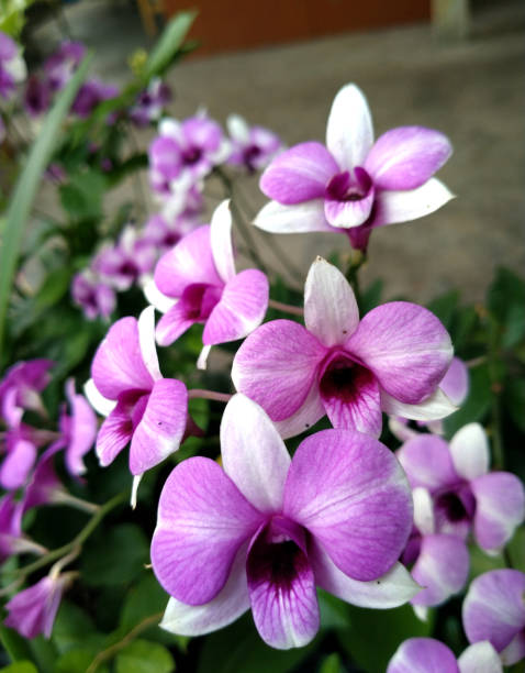 Pink Dendrobium orchid in garden pot. Dendrobium orchid in pink. Home plant grows in pot fresh and colorful. dendrobium orchid stock pictures, royalty-free photos & images