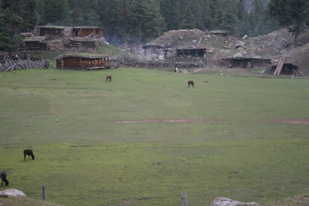 landscape of fairy meadows