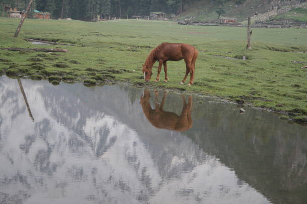 landscape of fairy meadows