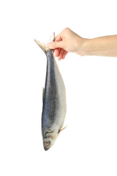 istock Female hand hold herring fish, isolated on white background 1292535290