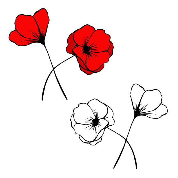 ilustrações, clipart, desenhos animados e ícones de rabisco de papoulas vetoriais desenhados à mão - poppy