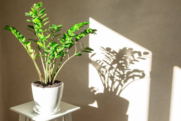 istock Zamioculcas bush in a white ceramic pot and shadows on the wall 1292538935