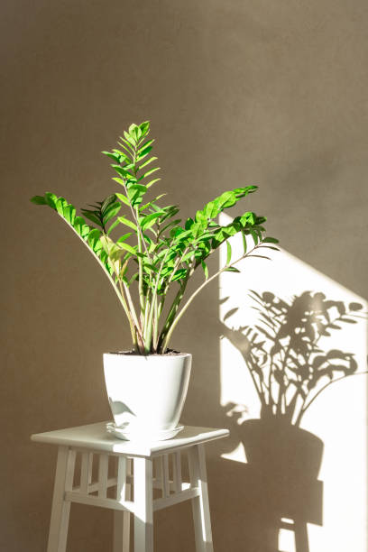 istock Zamioculcas bush in a white ceramic pot and shadows on the wall 1292538942