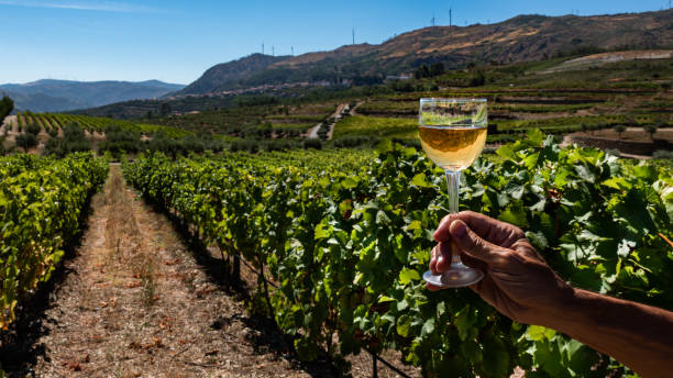 istock Vineyard with white wine glass 1292539221