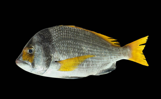 istock Fresh yellowfin dorado fish isolated on black 1292539255