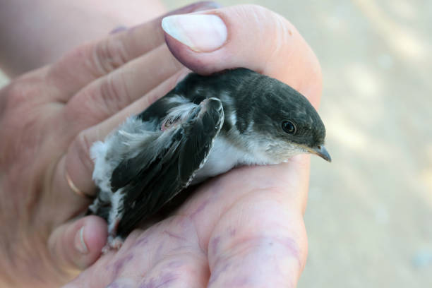 istock A village woman tries to help a wounded  bird 1292539430