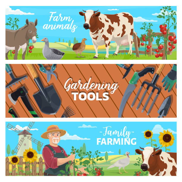 illustrazioni stock, clip art, cartoni animati e icone di tendenza di animali da allevamento, attrezzi da giardinaggio banner vettoriale - campo di pomodori