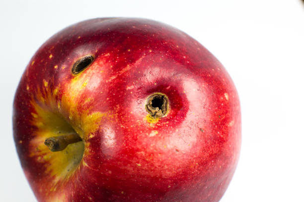 istock Red wormy spoiled apple on white background. Close up. 1292541301