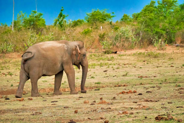 шри-ланки слон, национальный парк удавалаве, шри-ланка - sri lankan elephants стоковые фото и изображения