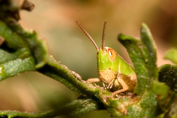 Grasshopper on purple leaf - animal behavior.