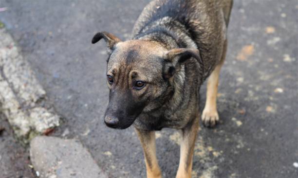 istock yard homeless dog in the yard 1292543841