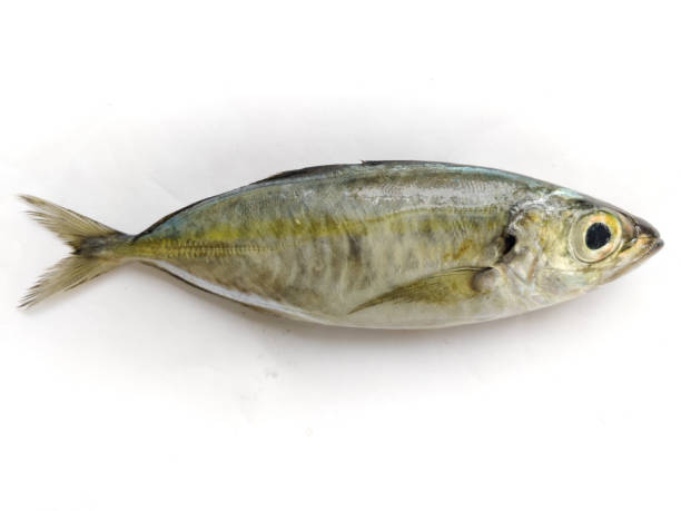istock Fresh Indian Scad Fish Isolated on a white background.Selective focus. 1292544135