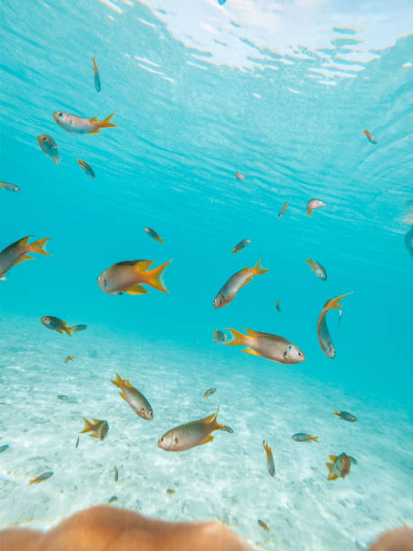 istock Beautiful fish in the sea with blue background 1292545263