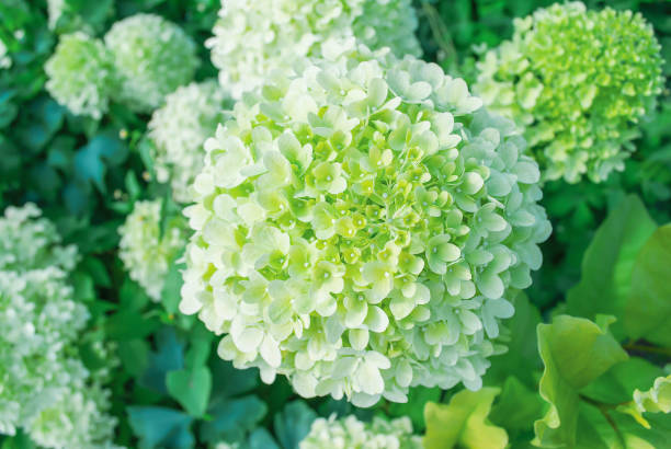 Hydrangea paniculata Limelight growing in summer ornamental garden top view