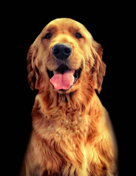 istock Golden Retriever Dog.. 1292548973
